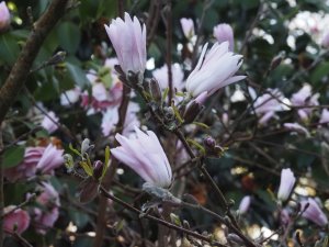 Magnolia stellata ‘Jane Platt’