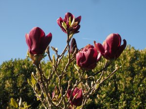 Magnolia ‘Tinkerbelle’