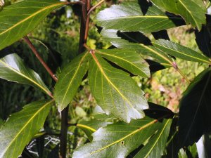 Pseudopanax ‘Moa’s Toes’
