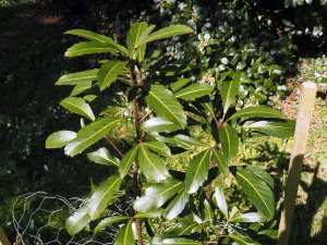 Pseudopanax ‘Moa’s Toes’