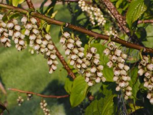 Stachyurus macrocarpus (BSWJ 14678)