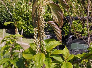 Stachyurus macrocarpus (BSWJ 14678)