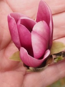 Magnolia ‘Mighty Mouse’