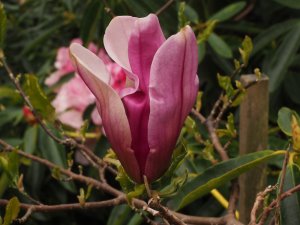 Magnolia ‘Raven’