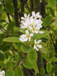 Amelanchier bartramiana