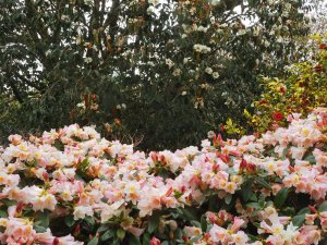Rhododendron ‘Countess of Haddington’