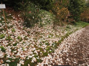 carpet of fallen tepals