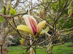 Magnolia x brooklynensis ‘Lady Woodsman’