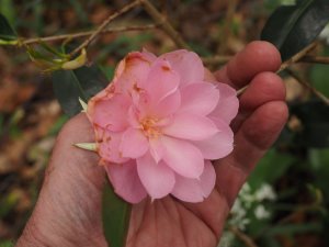 Camellia x williamsii ‘The Duchess of Cornwall’