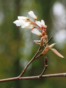Amelanchier ‘La Paloma’ F.C.C.
