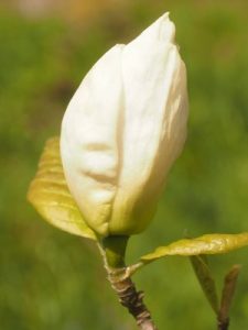Magnolia ‘Gold Cup’