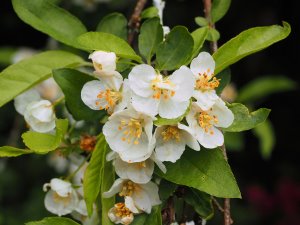 Malus toringo or Malus sargentii