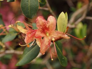 Rhododendron triflorum var. triflorum – Mahogani Group