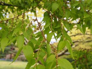 Zelkova serrata