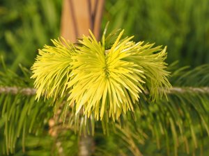 Abies pindrow