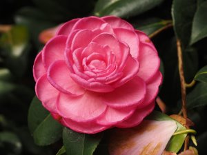 Camellia x williamsii ‘Dream Boat’