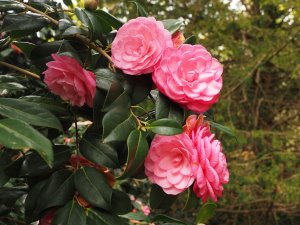 Camellia x williamsii ‘Dream Boat’