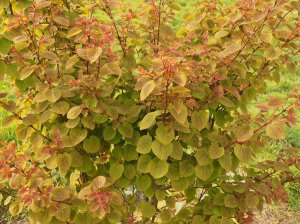 Cercidiphyllum ‘Heron’s Wood’