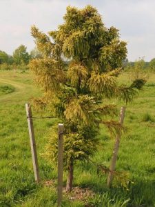Cryptomeria japonica ‘Golden Promise’
