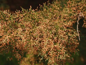 Cupressus lusitanica ‘Glauca Pendula’