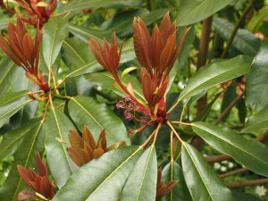 Daphniphyllum