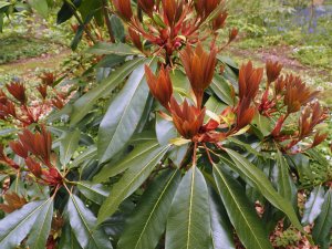 Daphniphyllum