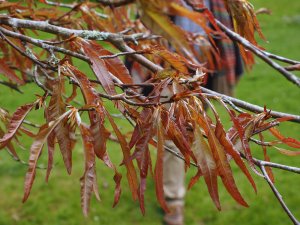 Fagus sylvatica ‘Ansorgei’