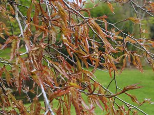 Fagus sylvatica ‘Ansorgei’