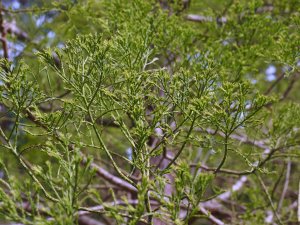 Glyptostrobus pensilis