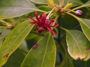 Illicium mexicanum