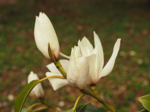 Magnolia cavaleriei var. platypetala