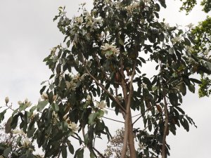 Magnolia cavaleriei var. platypetala