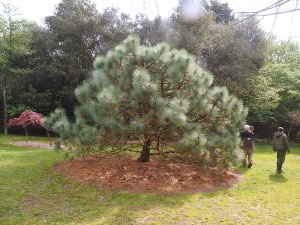 Pinus montezumae