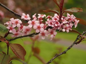 Prunus ‘Mount Fuji’