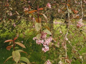 Prunus ‘Mount Fuji’