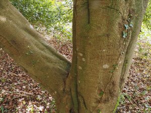 Quercus glabra