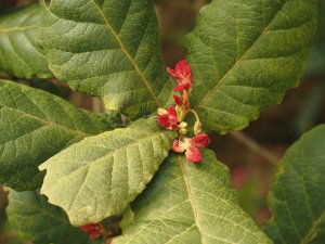 Quercus rugosa