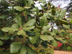 Quercus rugosa