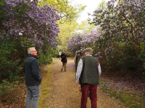 Rhododendron augustinii corner