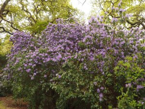 Rhododendron augustinii corner