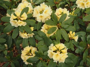 Rhododendron ‘Jessica de Rothschild’
