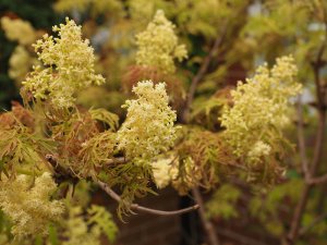 Sambucus racemosa ‘Lemony Lace’