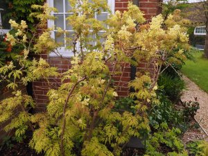 Sambucus racemosa ‘Lemony Lace’