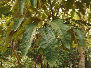 Schefflera delavayi