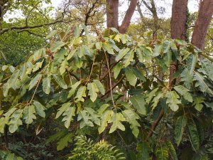 Schefflera delavayi