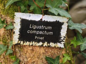Squirrel damage on a plastic label
