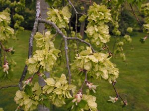 Ulmus glabra ‘Camperdownii’