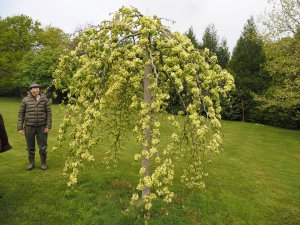 Ulmus glabra ‘Camperdownii’