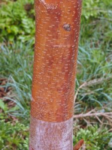Betula albosinensis ‘Joseph Rock'