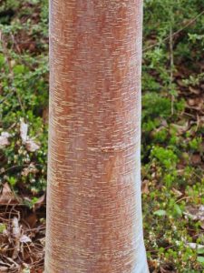 Betula albosinensis ‘Ness Clone’